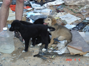 six small puppies at the garbage place